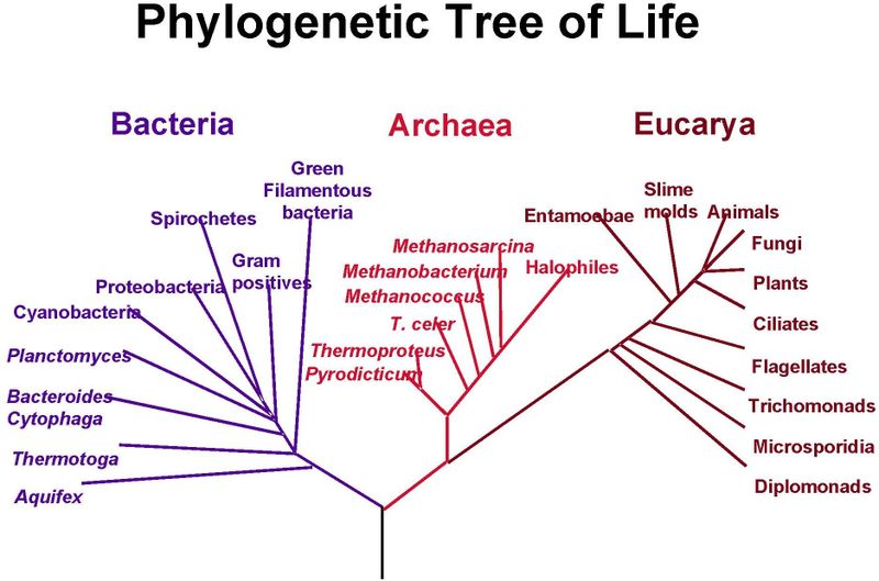 Phylogenetic tree|A phylogenetic tree is a tree showing the ...
