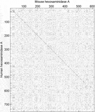 A DNA dot plot of a human zinc finger transcription factor (GenBank ID NM_002383), showing regional self-similarity. The main diagonal represents the sequence's alignment with itself; lines off the main diagonal represent similar or repetitive patterns within the sequence. This is a typical example of a recurrence plot.