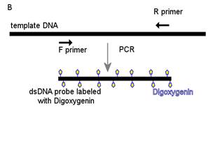 dsDNA probe synthesis.png